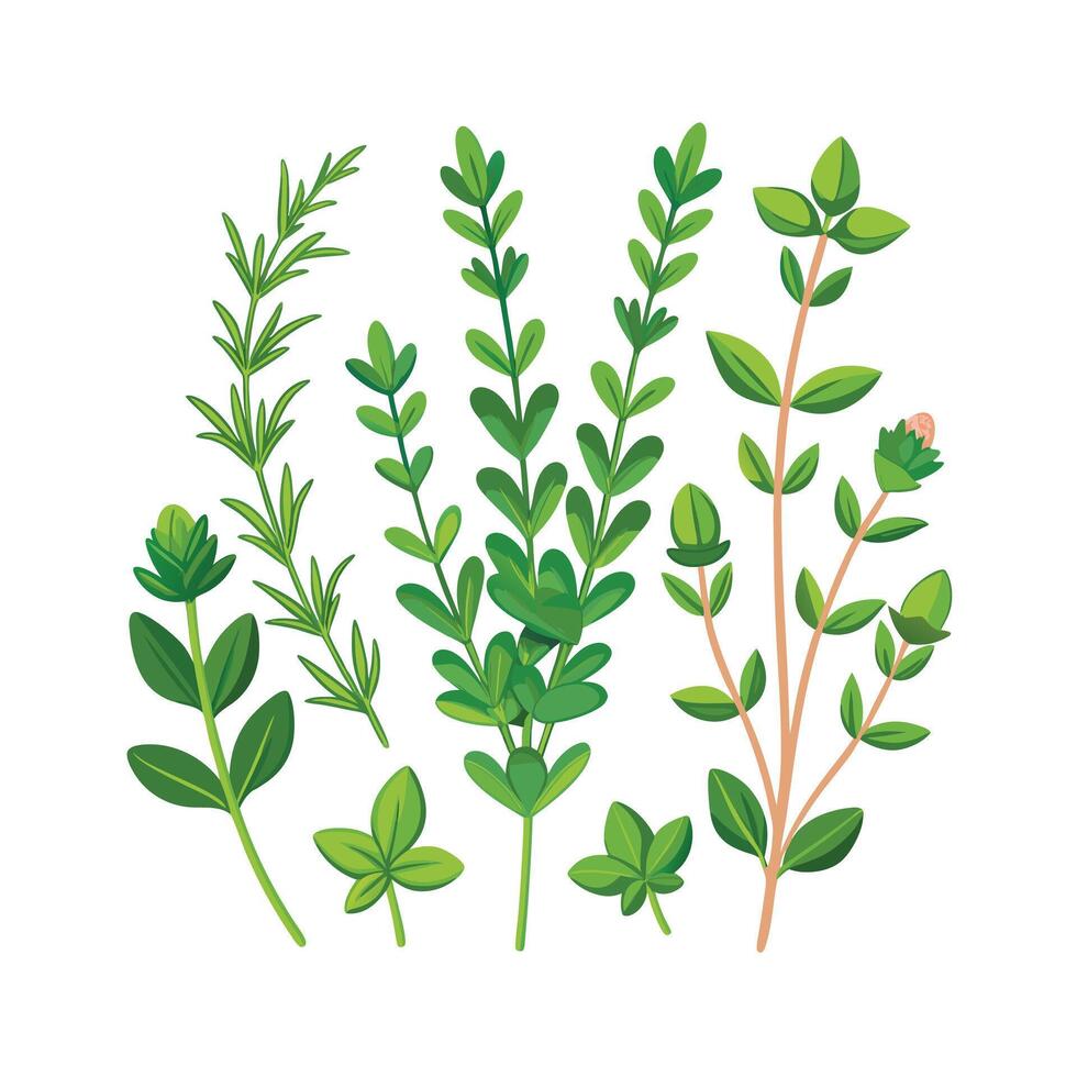 Realistic Beautiful Herbs Illustration vector