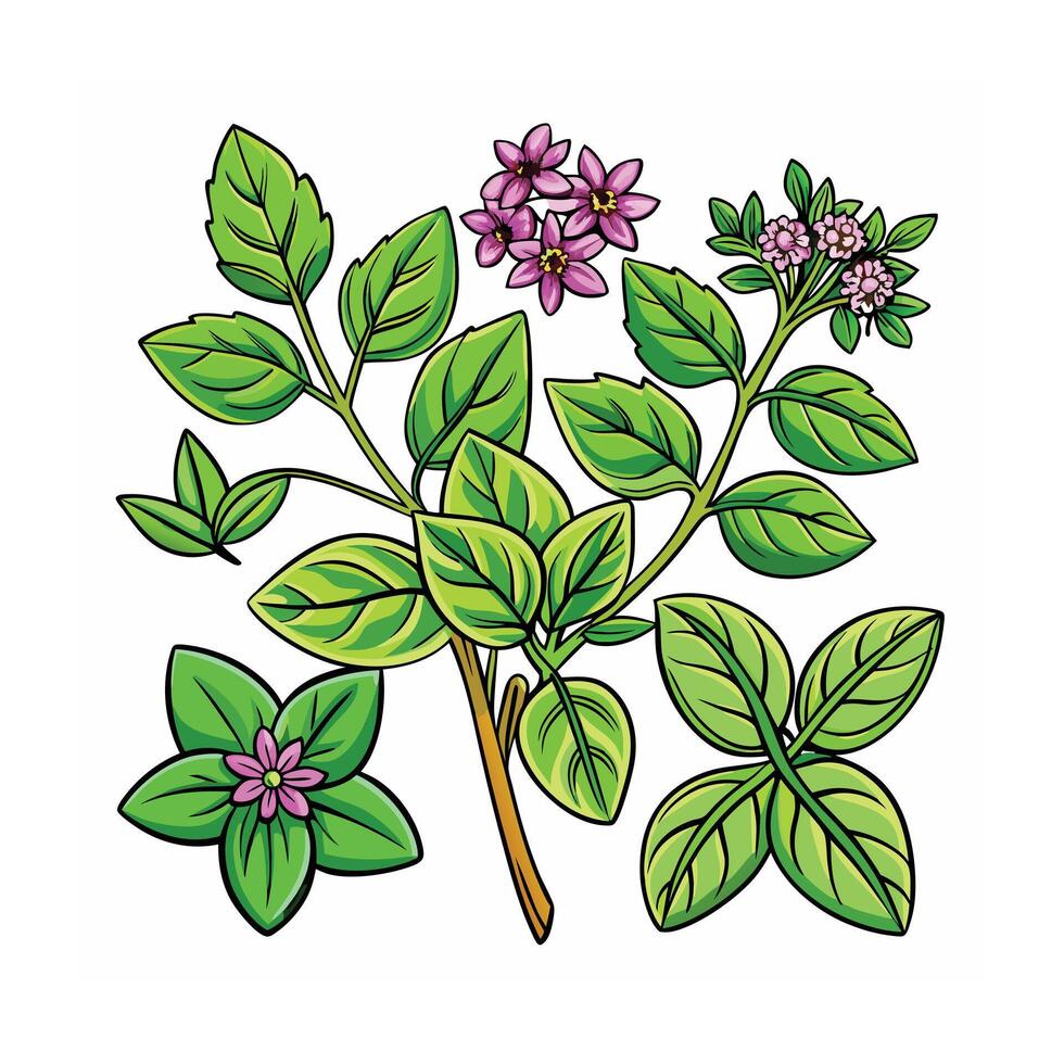 Realistic Beautiful Herbs Illustration vector