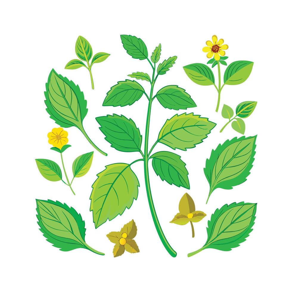Realistic Beautiful Herbs Illustration vector