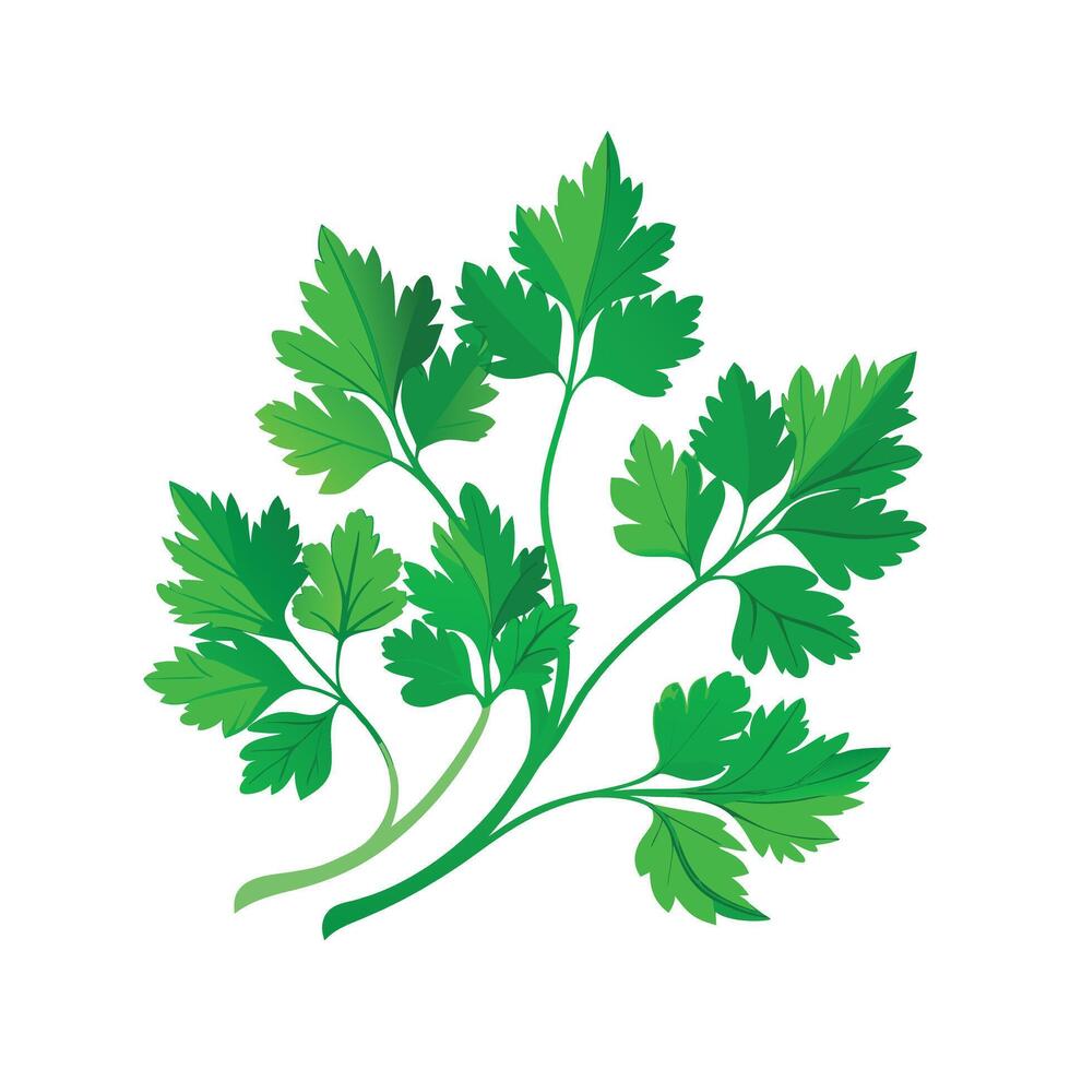 Realistic Beautiful Herbs Illustration vector