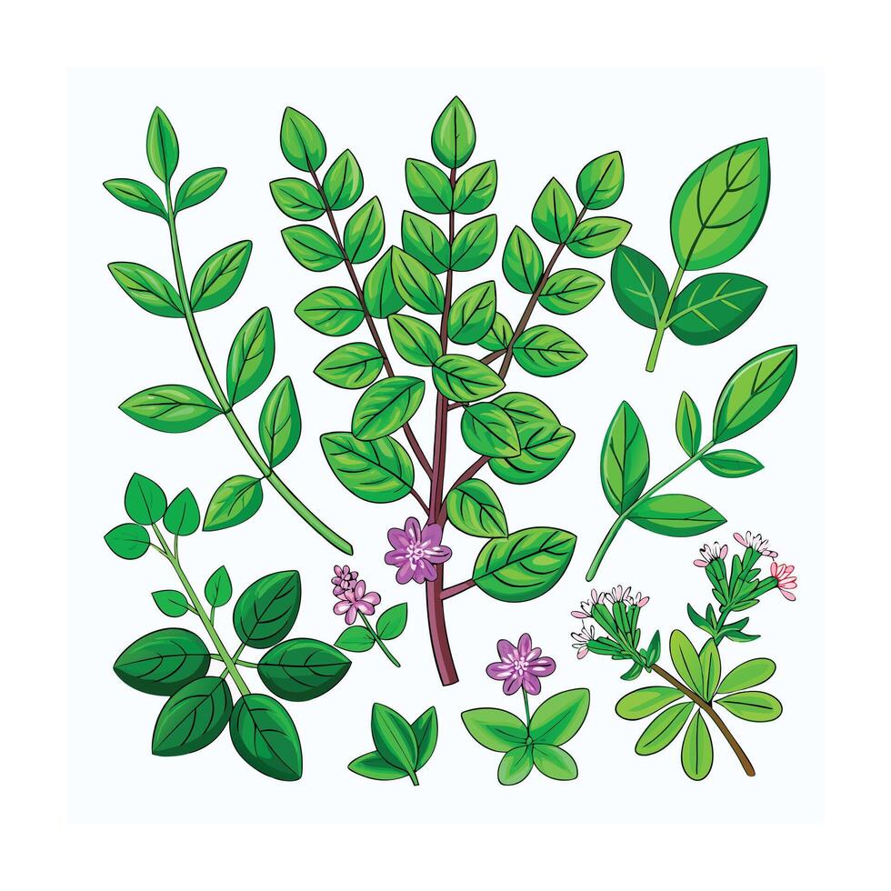 Realistic Beautiful Herbs Illustration vector