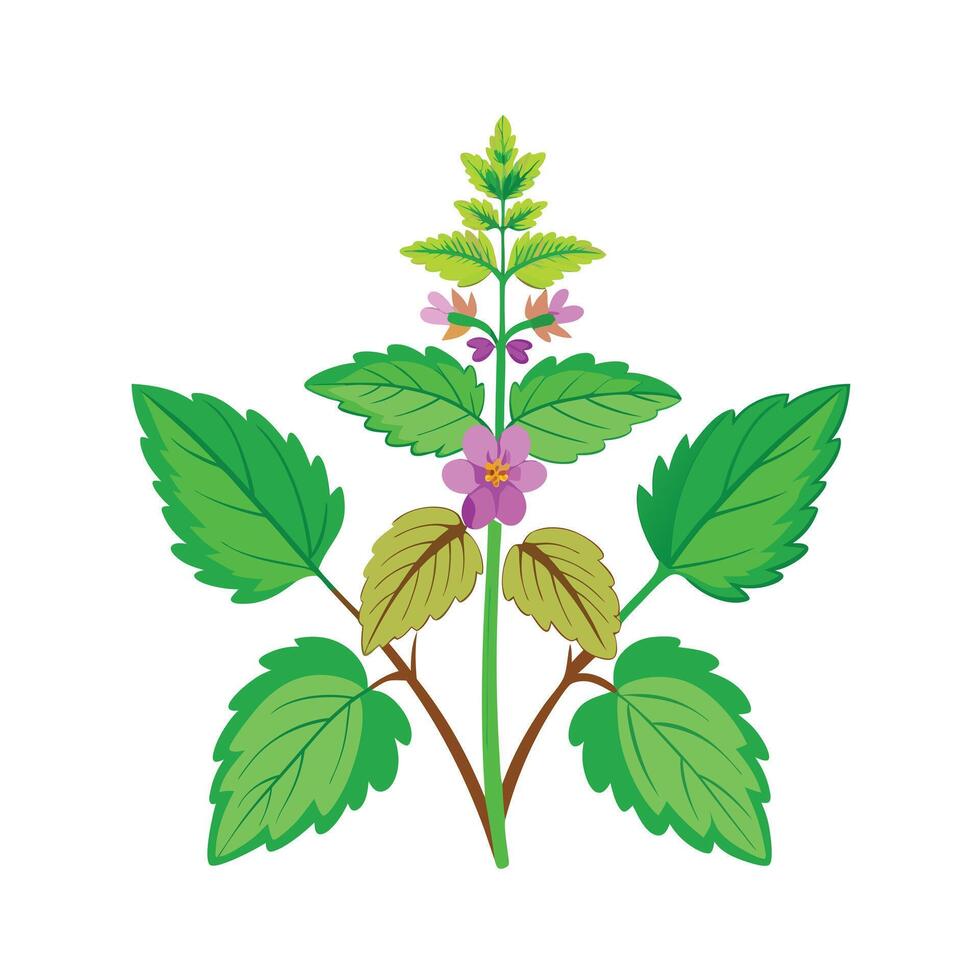 Realistic Beautiful Herbs Illustration vector