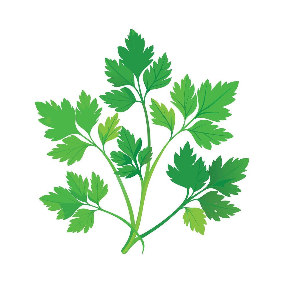 Realistic Beautiful Herbs Illustration vector