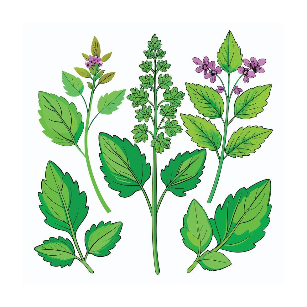 Realistic Beautiful Herbs Illustration vector
