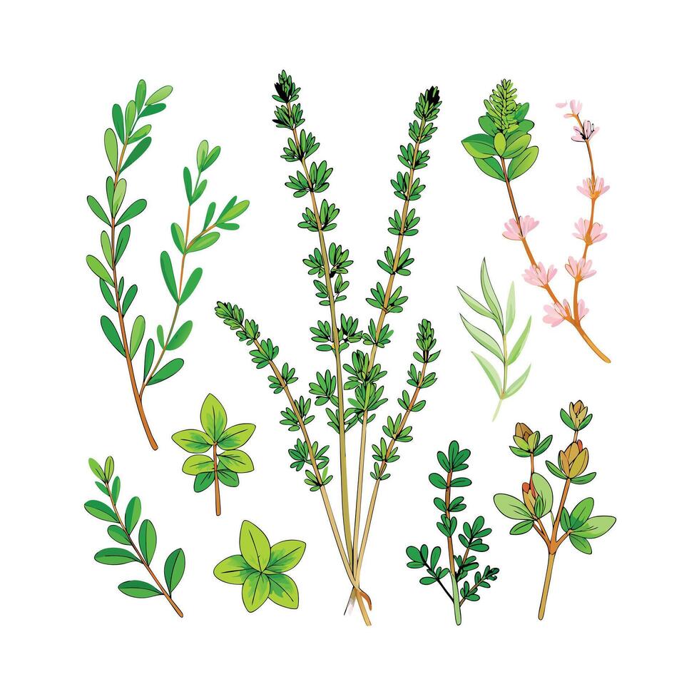 Realistic Beautiful Herbs Illustration vector