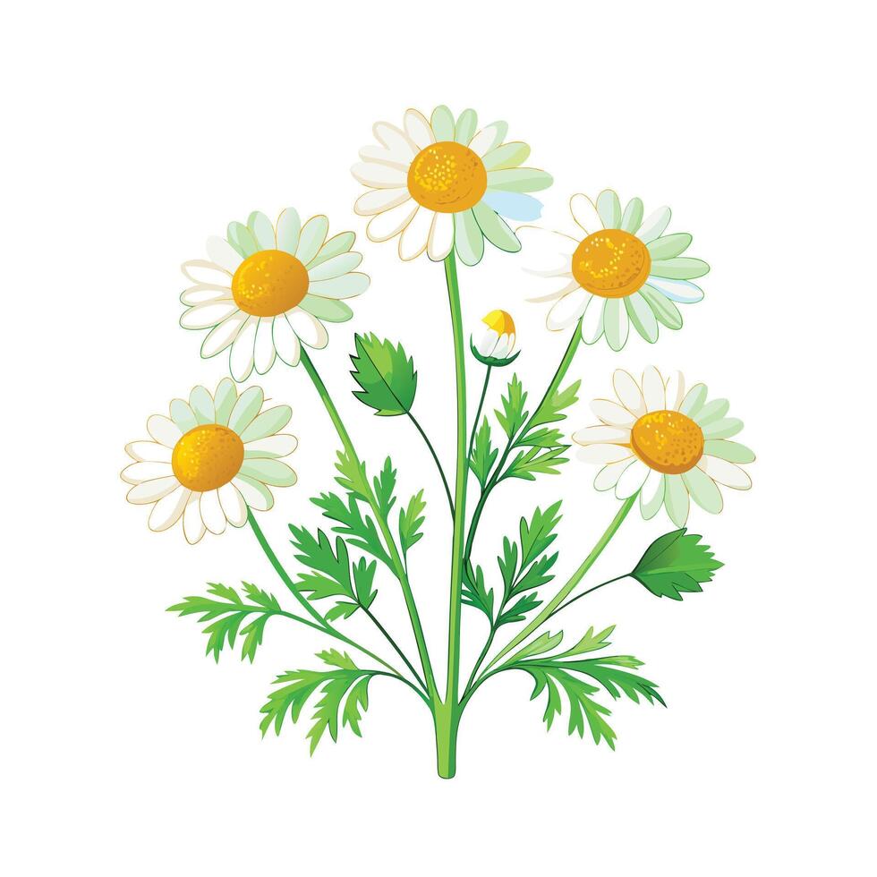 Realistic Beautiful Herbs Illustration vector