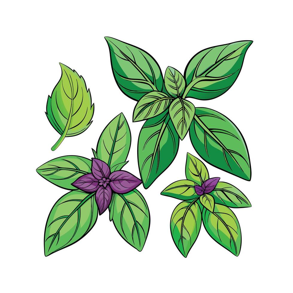 Realistic Beautiful Herbs Illustration vector