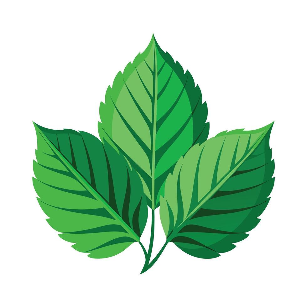 Realistic Beautiful Leaves Illustration vector