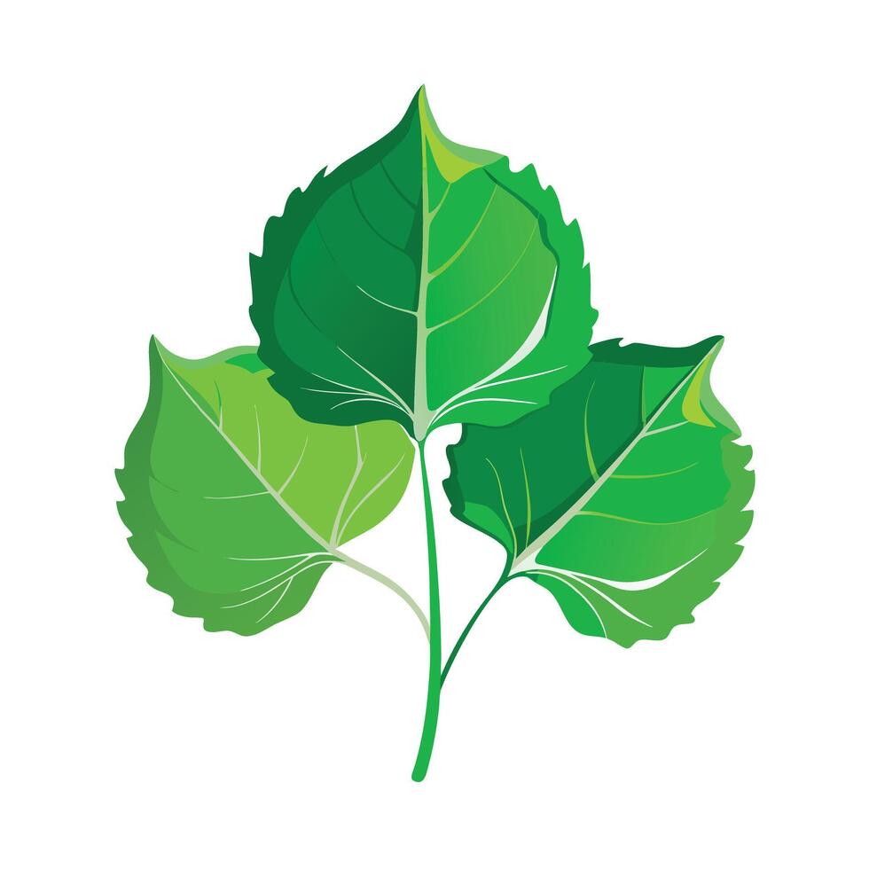 Realistic Beautiful Leaves Illustration vector