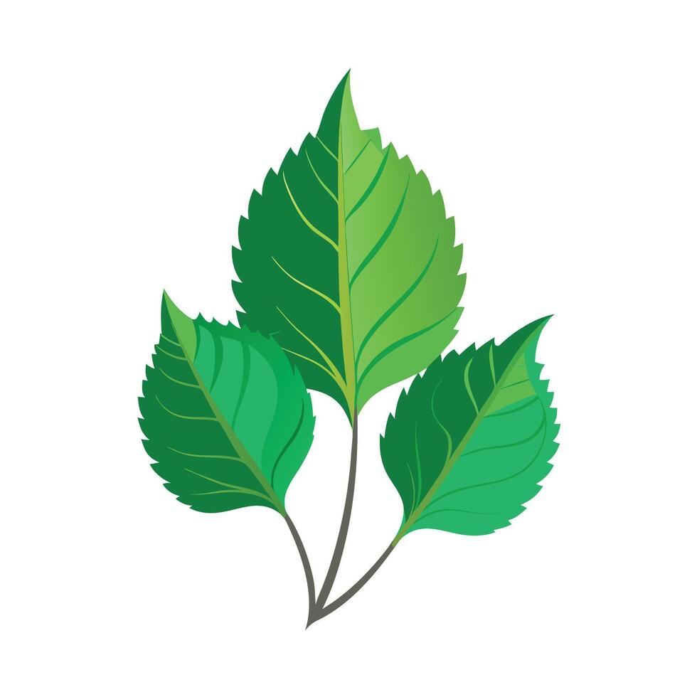 Realistic Beautiful Leaves Illustration vector