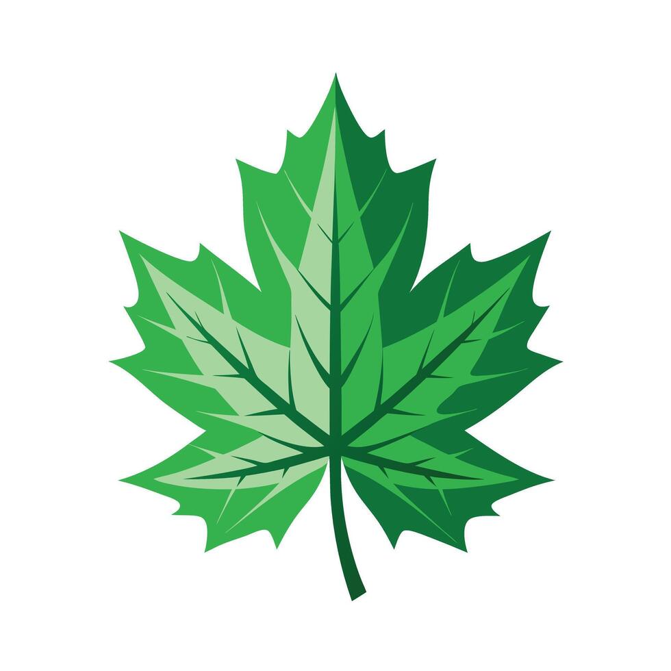 Realistic Beautiful Leaves Illustration vector