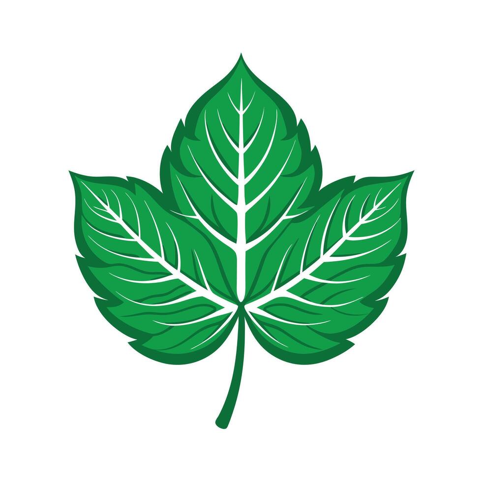 Realistic Beautiful Leaves Illustration vector