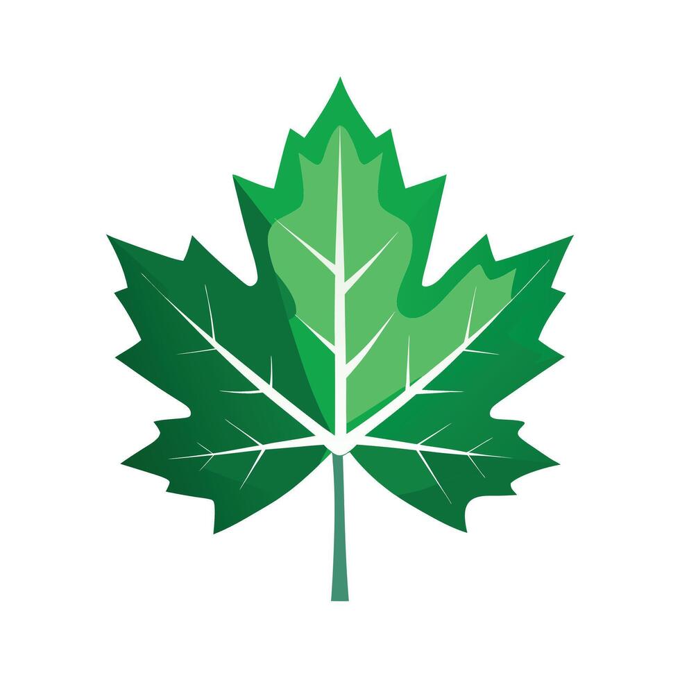 Realistic Beautiful Leaves Illustration vector
