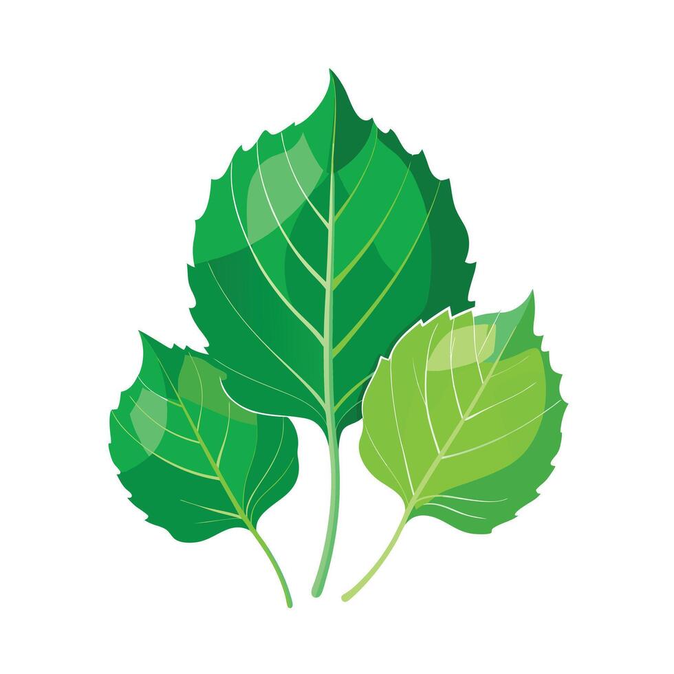 Realistic Beautiful Leaves Illustration vector