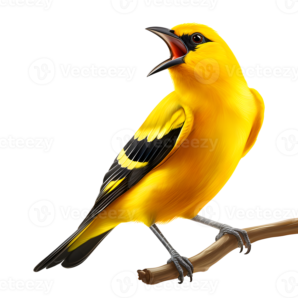 Canary on wooden branch isolated on transparent background png