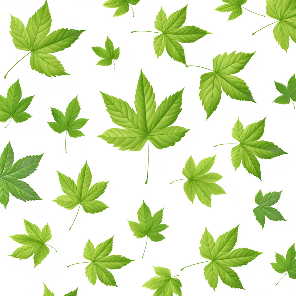 Leaves on transparent background png