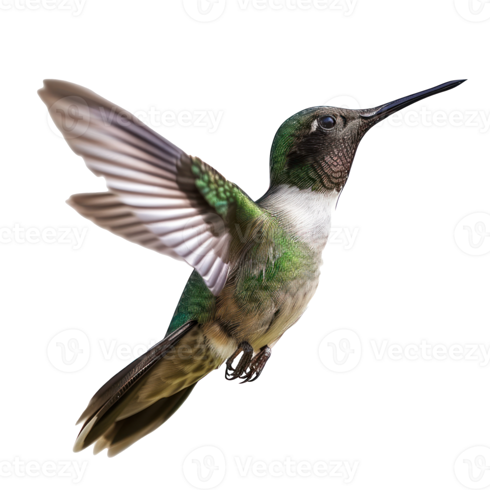 hummingbird flying in the air, transparent background png