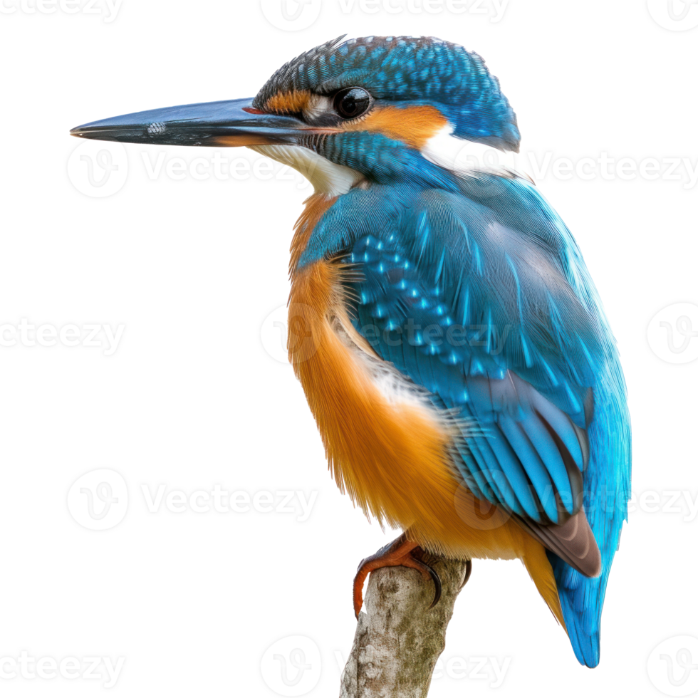 a kingfisher bird is sitting on a branch on transparent background png