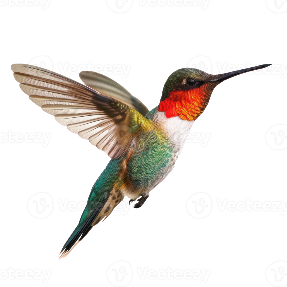 hummingbird flying in the air, image transparent background png
