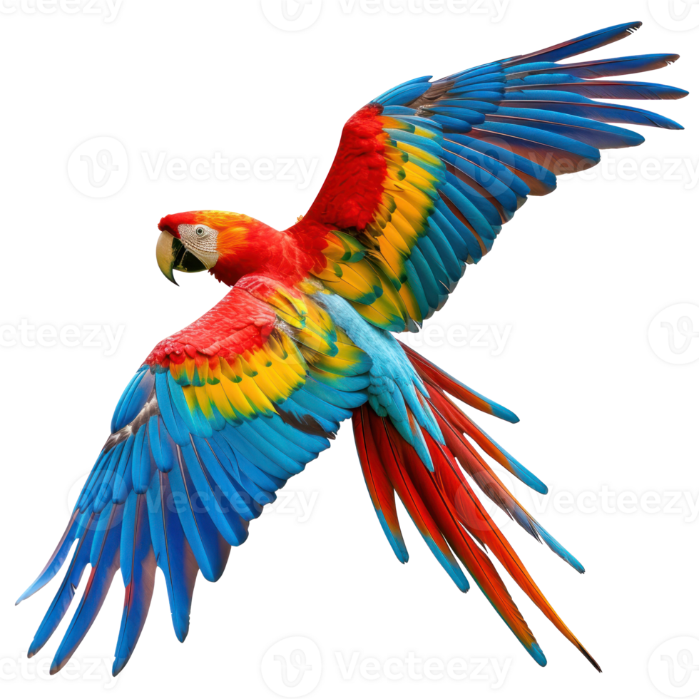 blue and gold macaw parrot on transparent background png