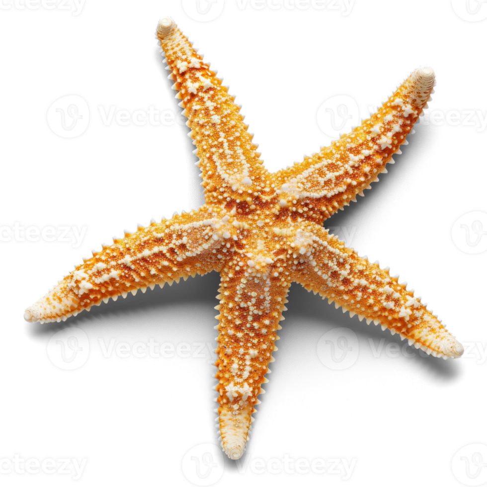 starfish on transparent background png
