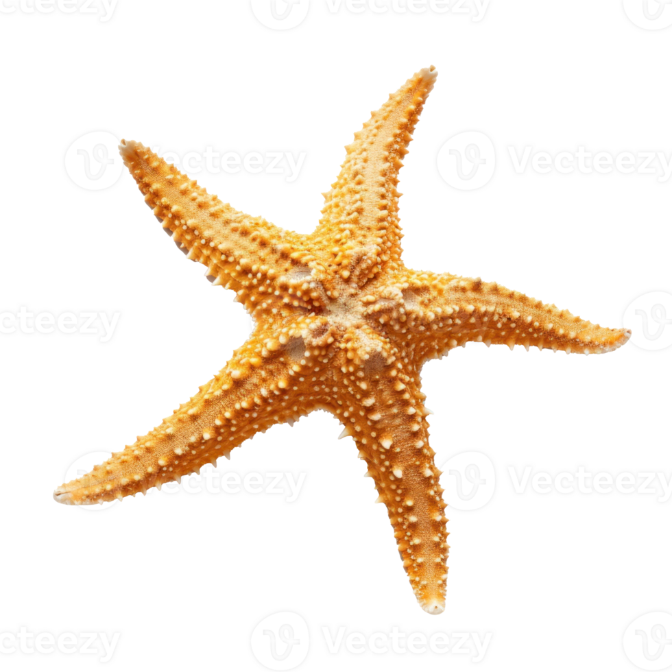 starfish on transparent background png