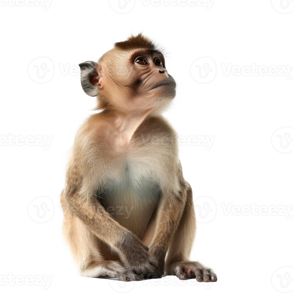 monkey sitting on a transparent background png