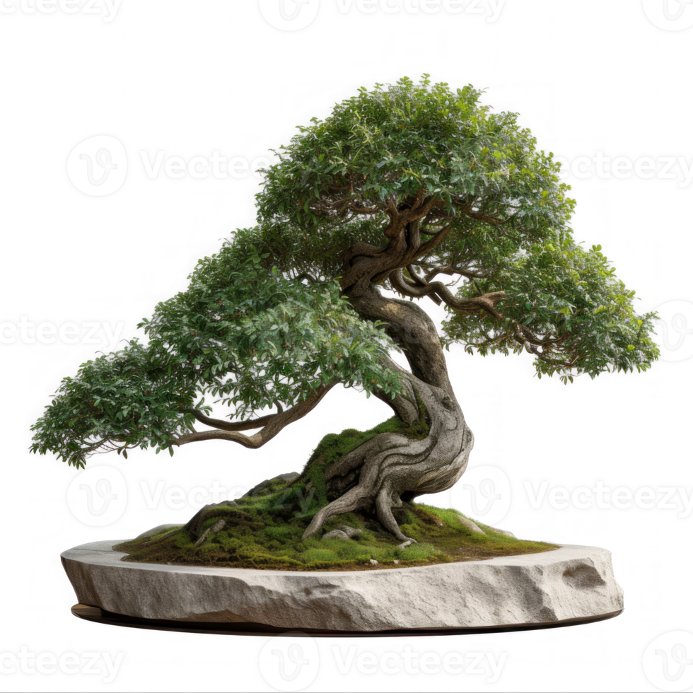 bonsai tree transparent background png