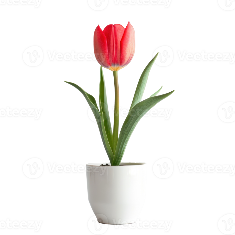 a single red tulip in a white pot on a transparent background png