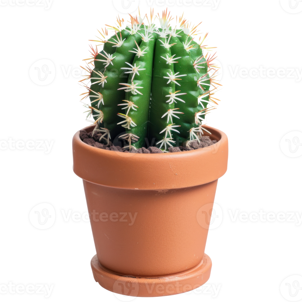 cactus download transparent backgound png