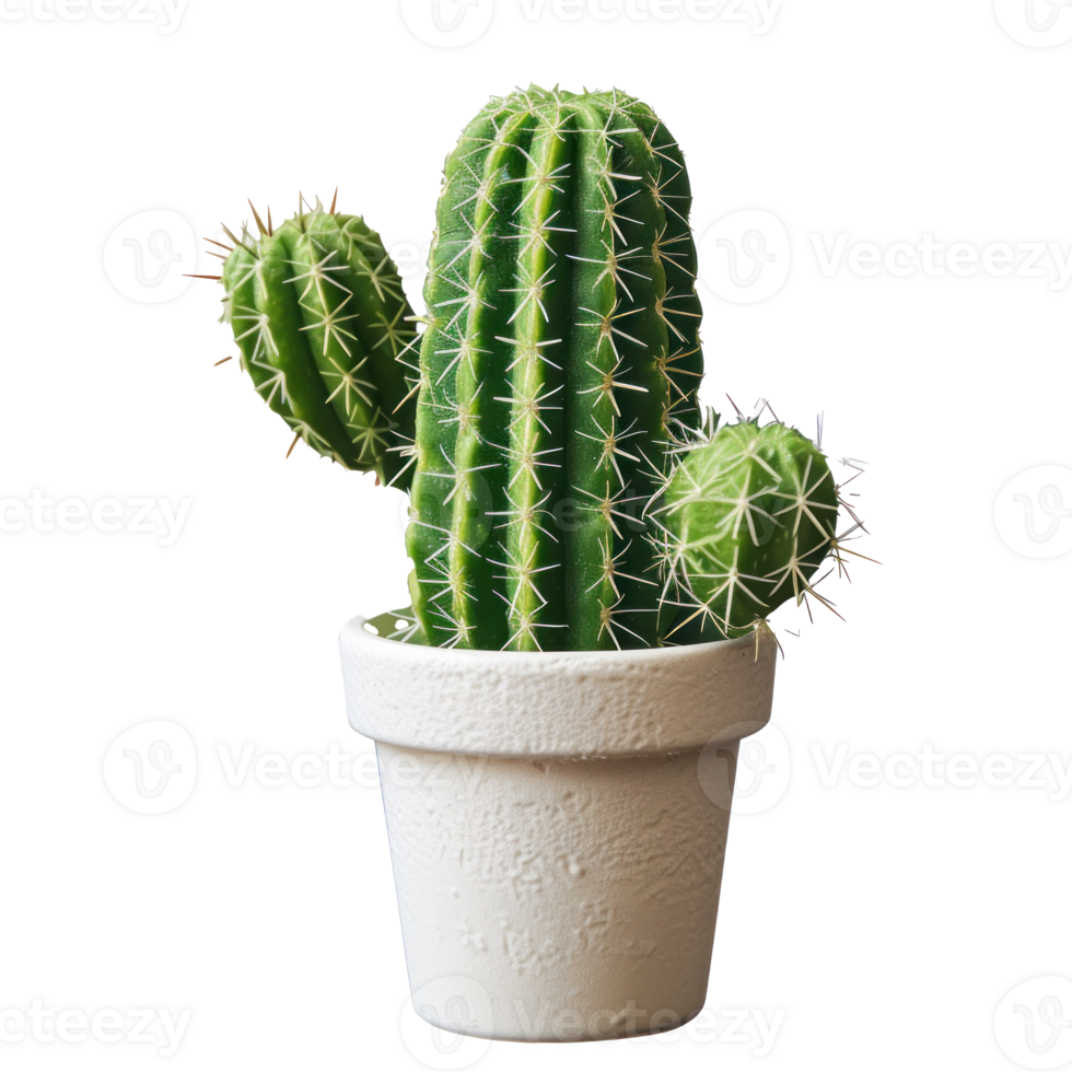 cactus plant in a pot on a transparent background png