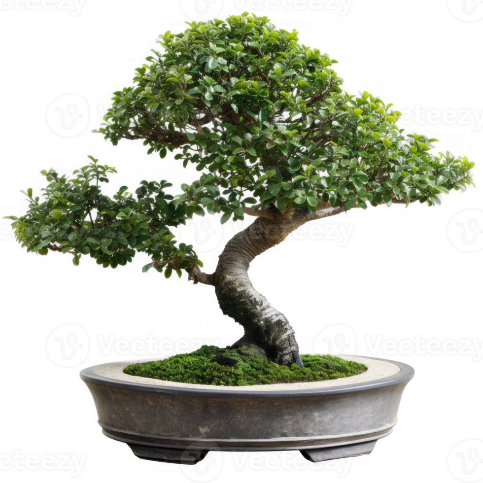 bonsai tree transparent background png