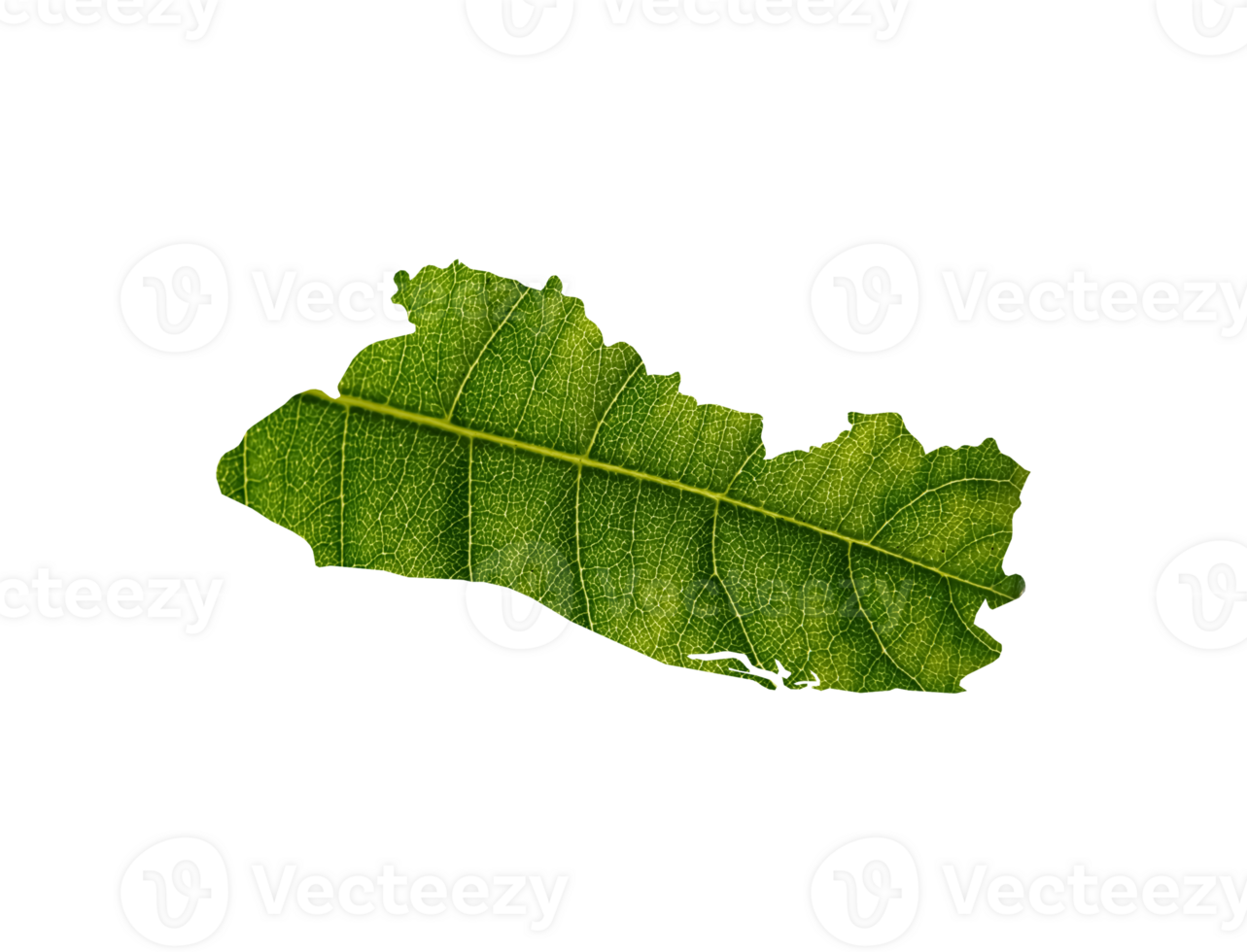 El Salvador map made of green leaves ecology concept png