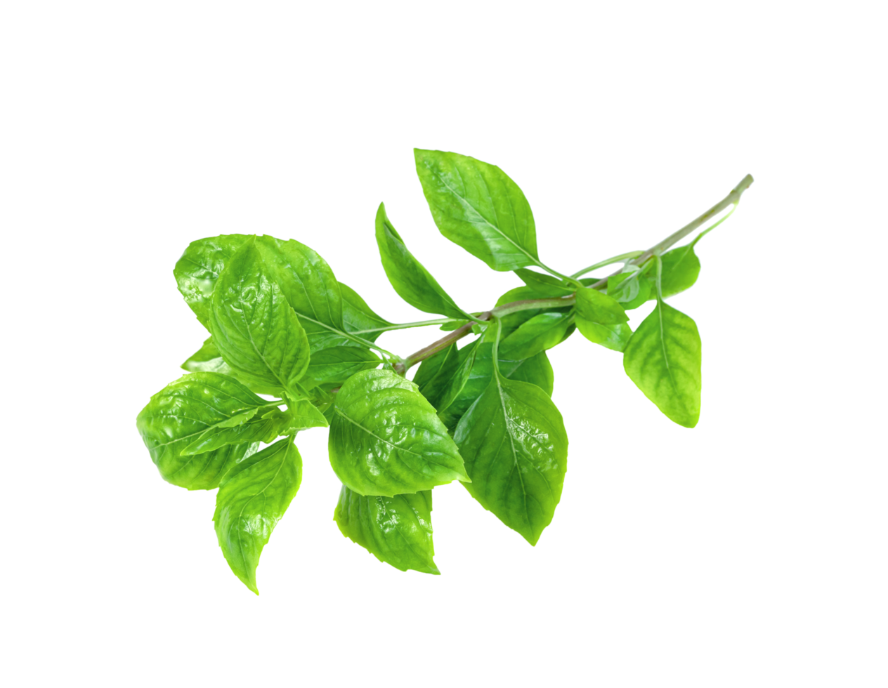 leaf fresh basil isolated png
