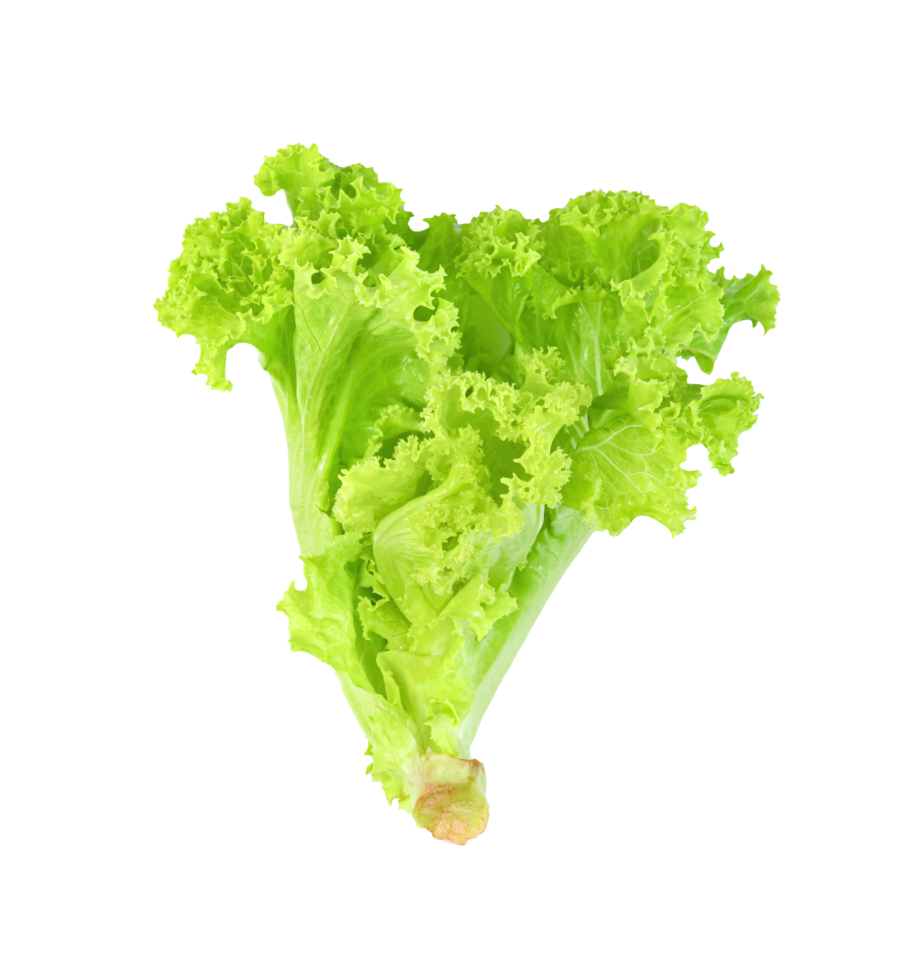 Lettuce leaf isolated,Green leaves pattern ,Salad ingredient png