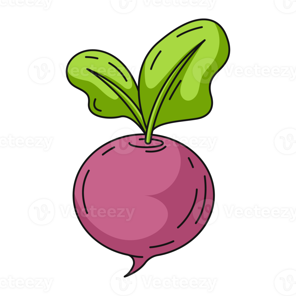Radish, colorful line icon. Farm vegetable, outline veggies, color illustration. Healthy nutrition, organic food, natural product. For sticker, logo, label png