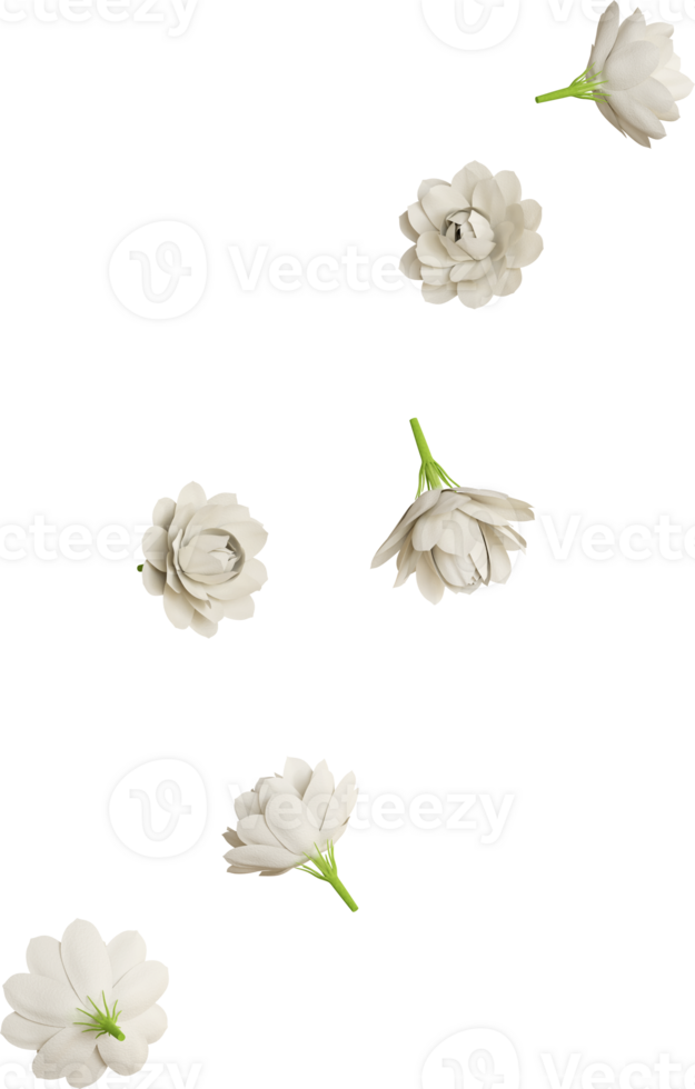 falling white jasmine flower png