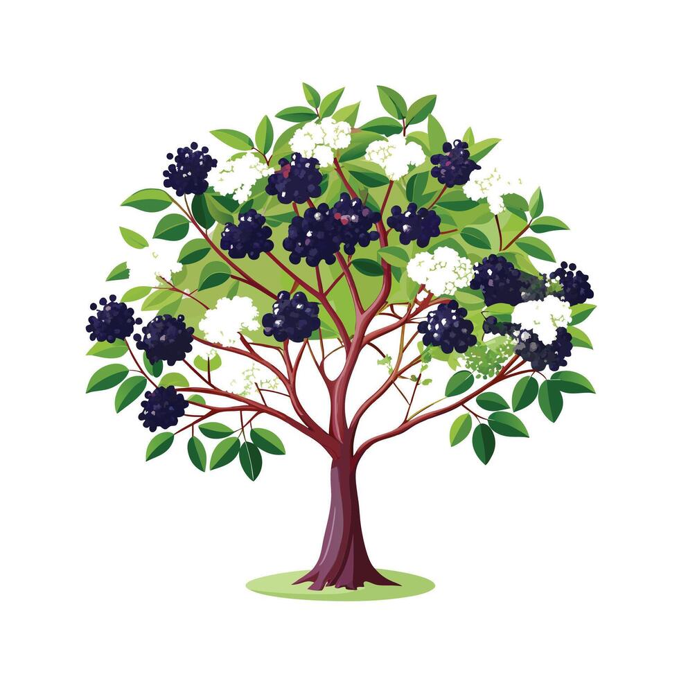 Beautiful Single Big Tree Illustration vector