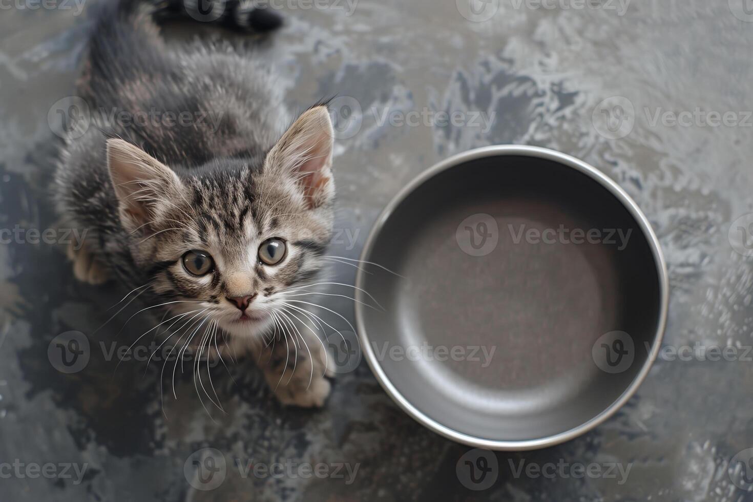 Grey tabby kitten looking up sitting near empty food bowl on grey floor photo