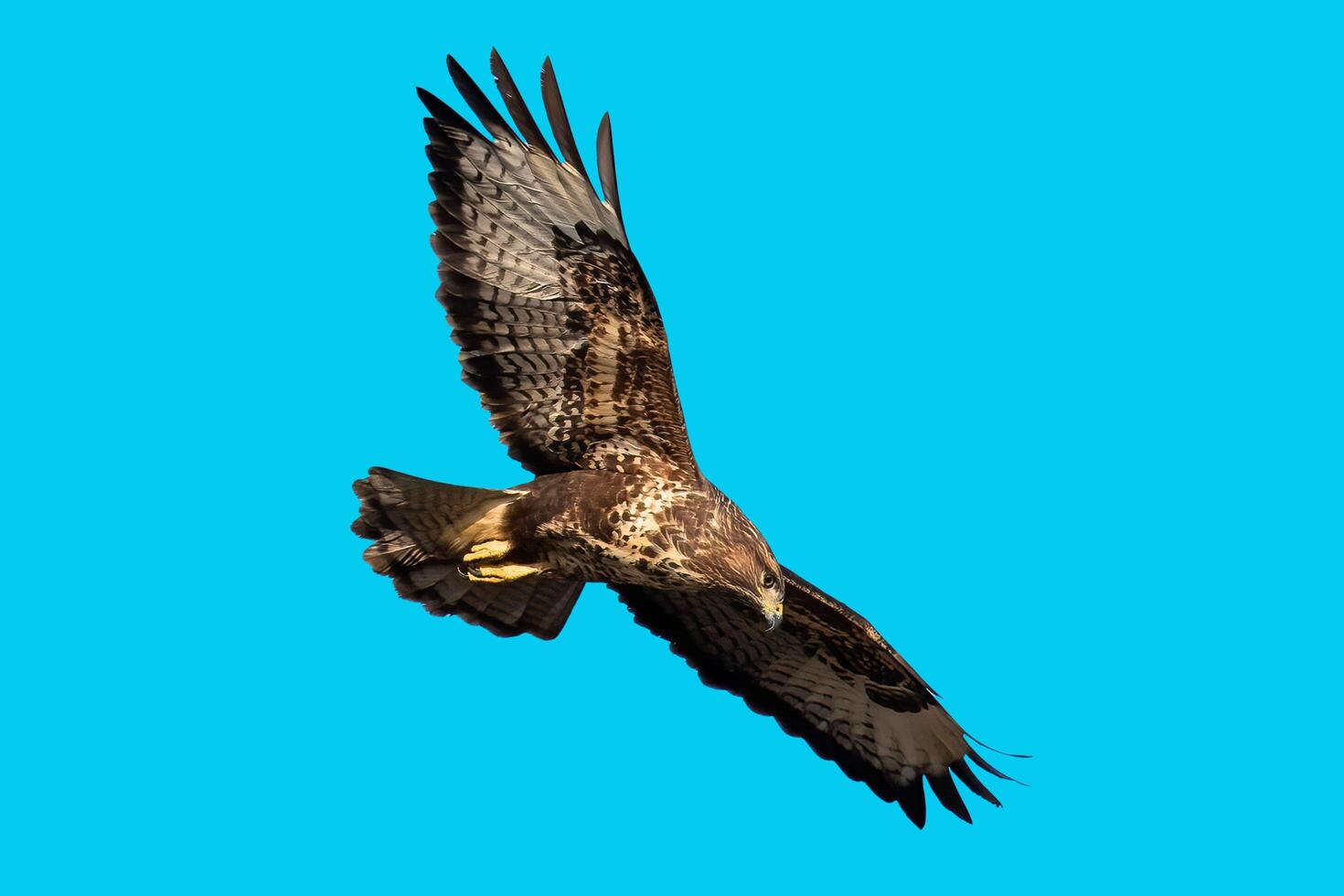 The hunting eagle's sharp gaze below photo