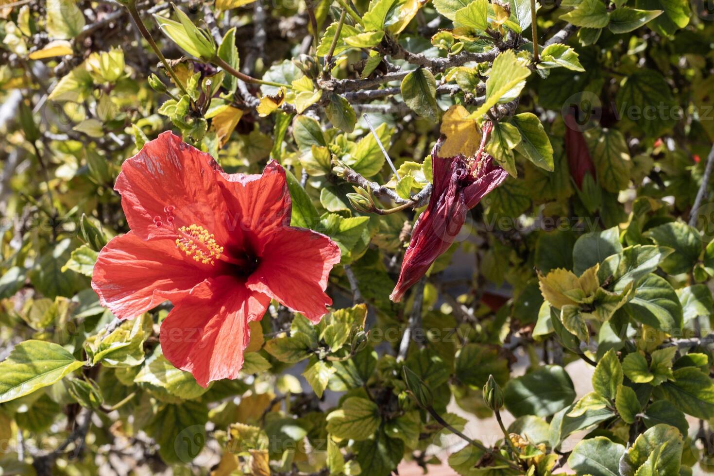 Bright Red Hibiscus in Full Bloom photo