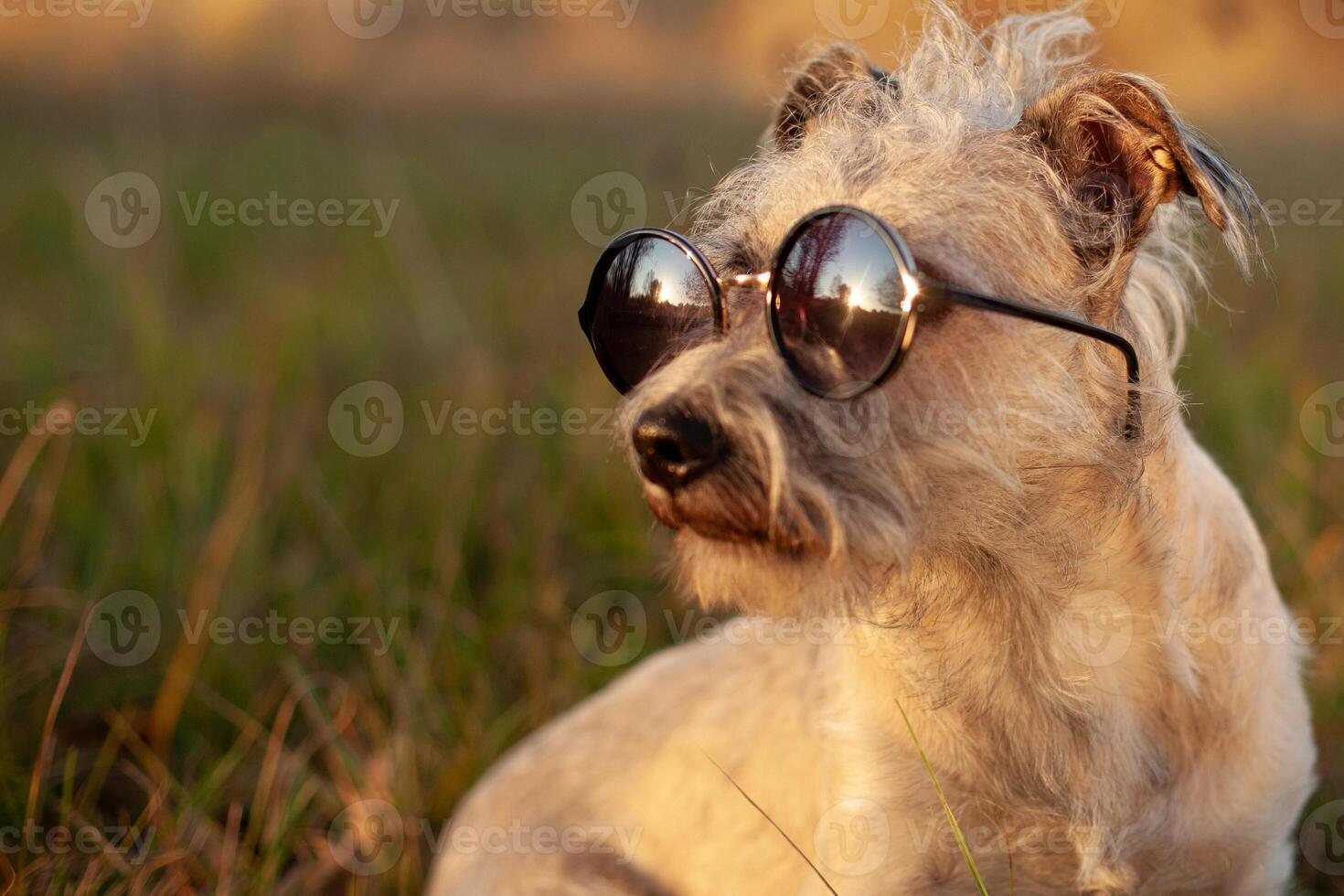 Dog Wearing Sunglasses Outdoors, Funny photo