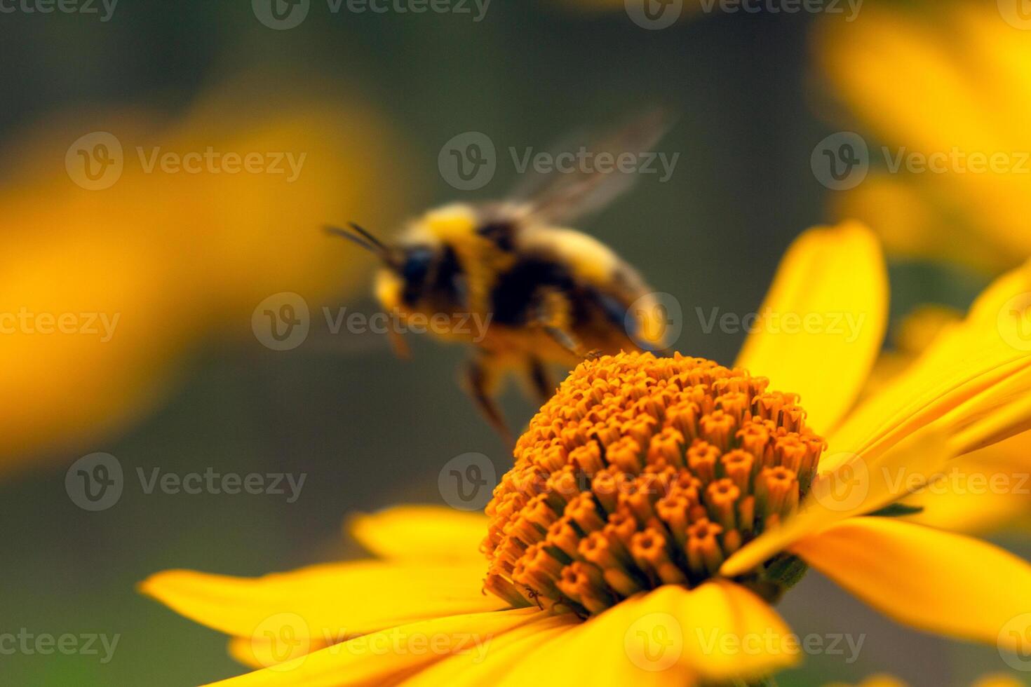 bumblebee collects pollen on a bright yellow large flower, summer mood, bright colors, web banner photo