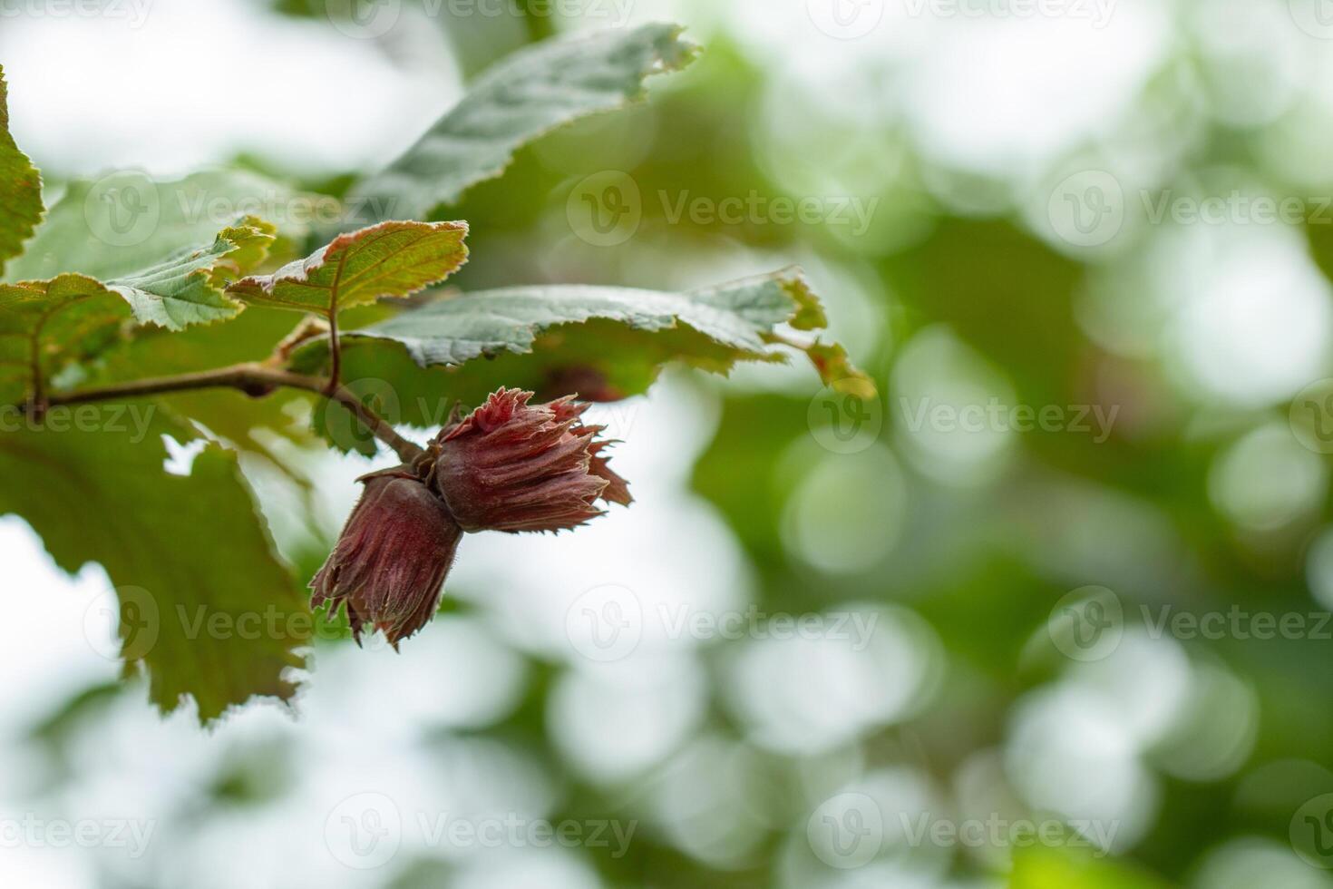 ripe hazelnut on a branch, forest, cultivated fruit photo