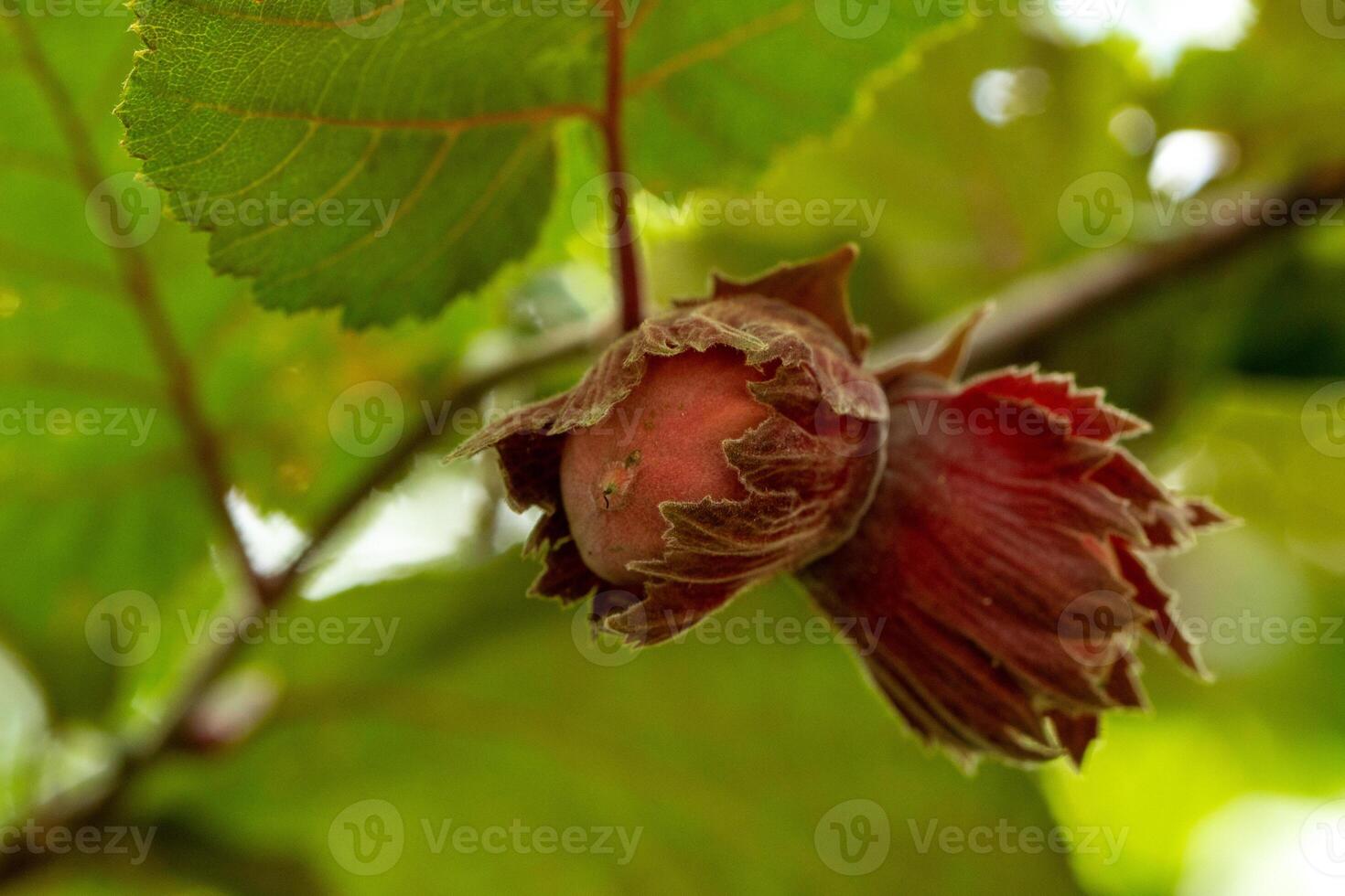 ripe hazelnut on a branch, forest, cultivated fruit photo