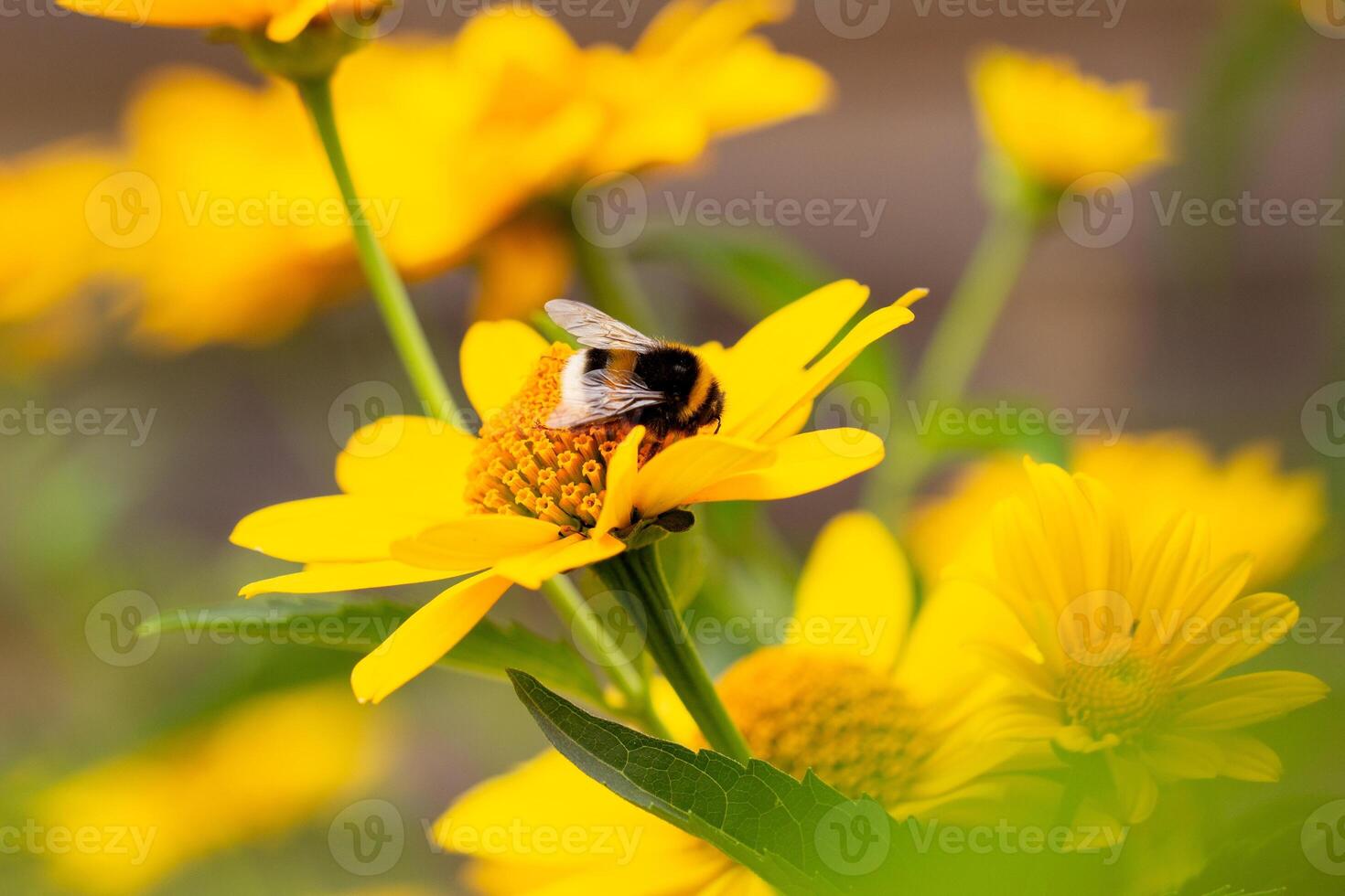 bumblebee collects pollen on a bright yellow large flower, summer mood, bright colors, web banner photo