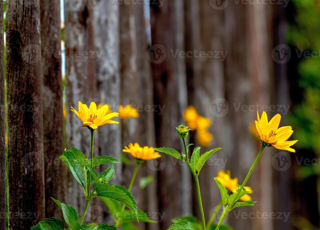 rustic wooden fence and beautiful yellow flowers. concept of life outside the city photo