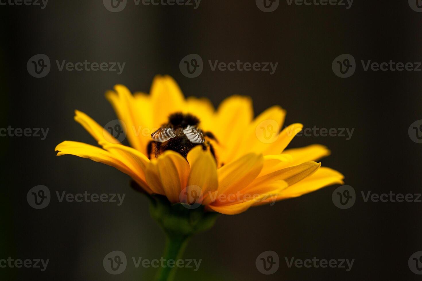 bumblebee collects pollen on a bright yellow large flower, summer mood, bright colors, web banner photo