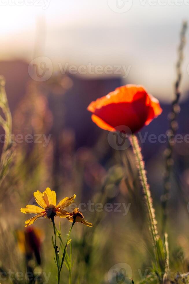 vertical image of a blooming bright red poppy against a blue sky. mobile web banner, summer mood, summer blooming meadow photo