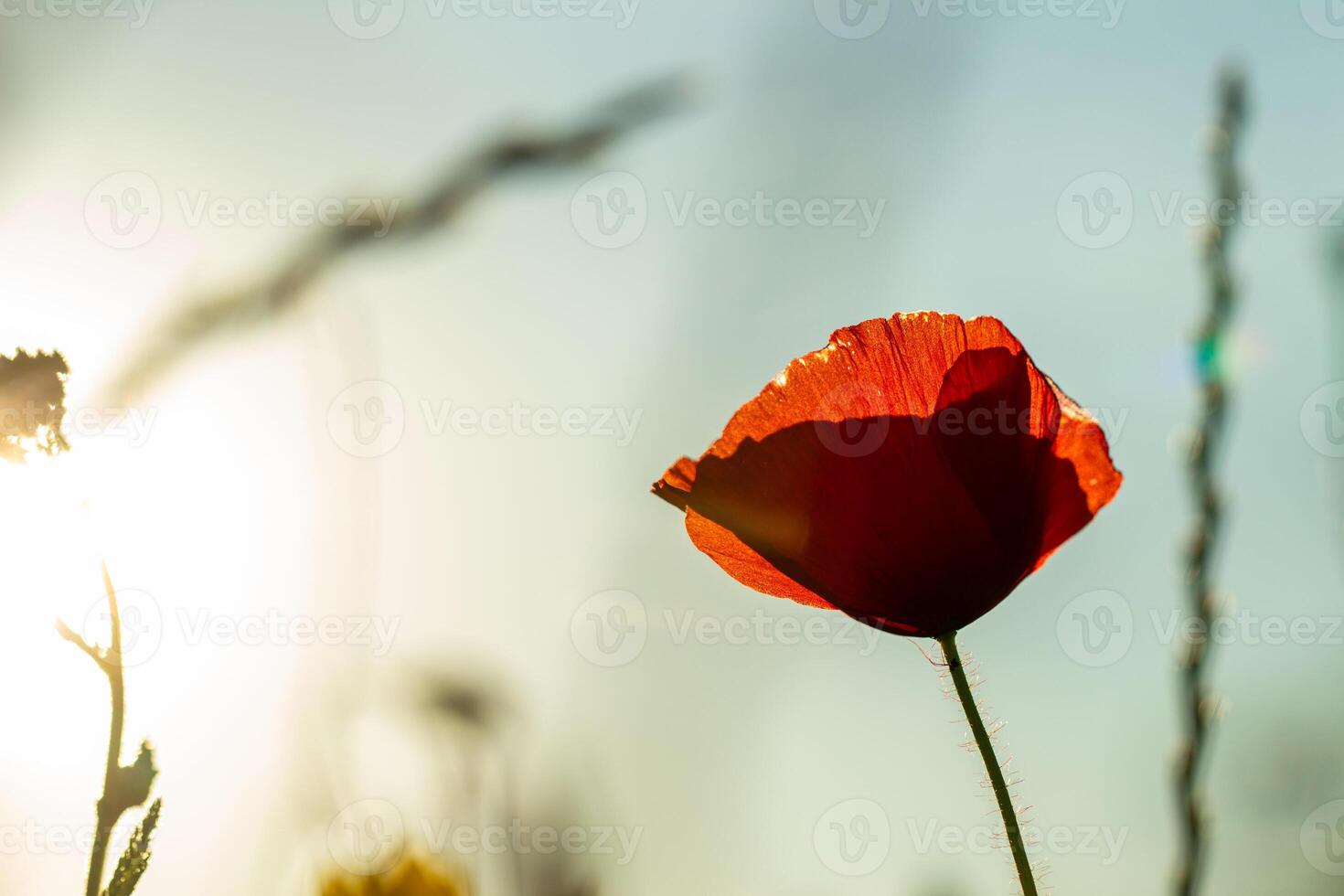 horizontal image of a blooming bright red poppy against a blue sky. mobile web banner, summer mood, summer blooming meadow photo